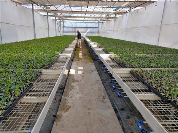 Innovazione varietale e qualità certificata: doppio appuntamento sul vivaismo nel Salone Plant Nursery Area a Macfrut